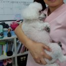 도도네 개집 이미지