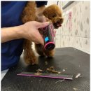 한결강아지미용실 이미지