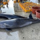 고래 - 동작구 노량진로 125 | 고래