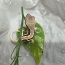 와우펫앤쥬(기장점) | 기장 정관에서 도마뱀 파는 곳 분양 팬크레 “와우펫앤쥬 기장점”에 다~ 있다!