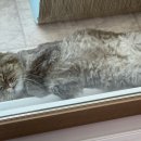 깐깐한 우리집 고양이 신장 건강 보조제 안심간식 닥터토루 프로토콜 트릿 후기