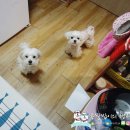 맛있개 냠냠 이미지