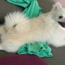 백슬동물병원 이미지