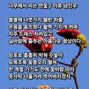 나무에서 피는 연꽃 이미지