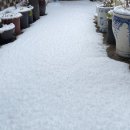 잣나무집정원 이미지