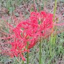 숲이랑농원 이미지