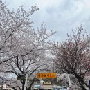 구례-하동-광양 여행 / 지리산 치즈랜드 / 화엄사 홍매화 현재 개화상황 (4월 6일)