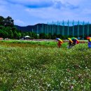 천일홍축제 이미지