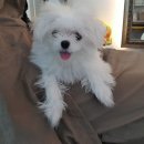 라니네 애견샵 이미지