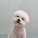 때빼고광나개