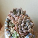 토토미
