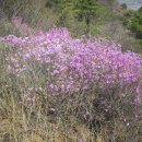 경기 강화 고려산(489M) 2007.4.17 이미지