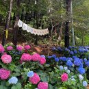 가우도한옥펜션 | 2026 강진수국길축제 완전 정복 / 완벽 가이드: 8km 수국길 무료 입장 · 가든음악회 · 물놀이장 총정리