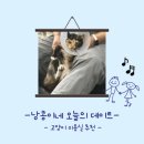 황금산 고양이 이미지