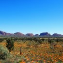 울룰루(uluru)