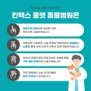 쿨펫 | 일산 강아지 슬개골 수술 잘하는 병원! 수술 과정 및 후기 [쿨펫 킨텍스]