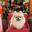 와우펫마트 | 경남 산청 글램핑 숙소 _ 산청 앤더포레 솔직후기 1탄