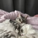 캣치유고양이미용호텔 이미지