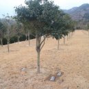 진도군산림조합