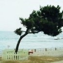 정동진역 이미지