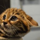 멋진 고양이 이미지