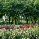 장자호수공원 장미원 이미지