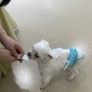 디아동물병원 네이버블로그