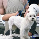 원당애견미용 이미지