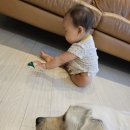 인자이프