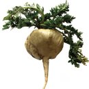 페루의 산삼 마카(MACA) 이미지