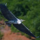 왜가리 Grey Heron 224 이미지