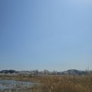 세븐일레븐 강릉선교장점 | 25년 4월 7일 강릉 벚꽃(경포호 말고 경포생태저류지)