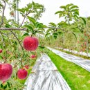 사과마을식당 이미지