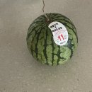 효진상사 | 여름의 찬란함