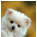 다나음동물병원 이미지