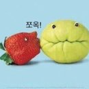 슐리 이미지