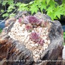 <b>피핀</b>바위솔-윈드스테이