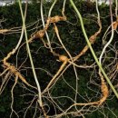 치성농장 | 천종산삼 발견