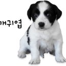 부산애견대학 이미지