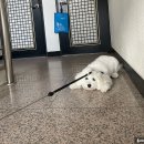 피터펫 애견카페 부산북구점 이미지