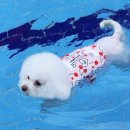 체리애견 이미지