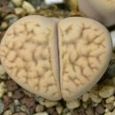 C 370A: Lithops karasmontana ssp. eberlanzii cv. Avocado Cream 이미지