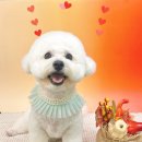 댕댕뷰티 이미지