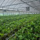 세근농장 이미지