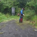 선흘리 백서향 및 변산일엽군락 이미지