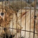 냥냥댕댕 이미지