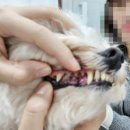 힐스타운 동물병원 이미지