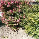 고정화할망집 이미지