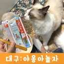 야옹아 놀자 | [공지] 대구 동성로 고양이 카페 &#34;야옹아놀자&#34; 프리미엄 카페 방문 후기