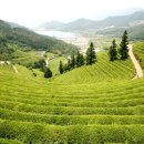 백연골발효차 이미지